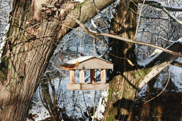 Schöne Hölzerne Vogelfutterstelle Auf Dem Baum — Stockfoto