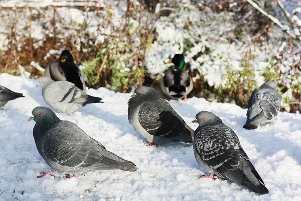 Pigeons Canards Reposent Soleil Hiver — Photo