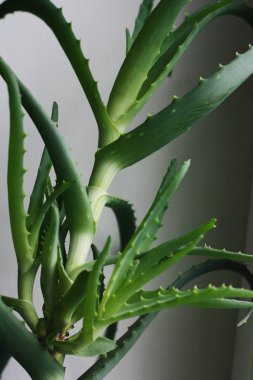 Güzel yeşil bitki aloe Vera pencere eşiğinde