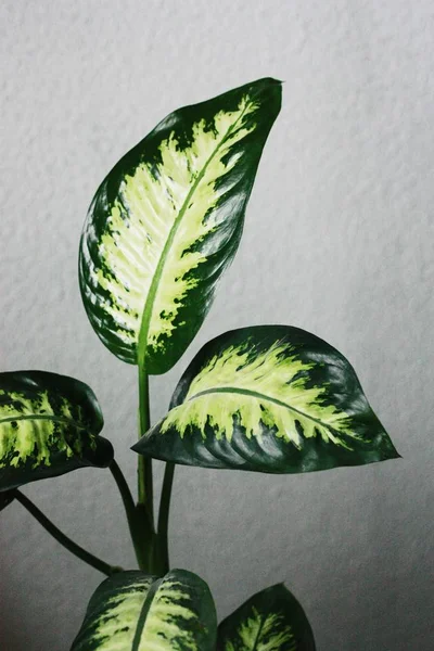 Όμορφο Πράσινο Φυτό Στο Σπίτι Από Κοντά — Φωτογραφία Αρχείου