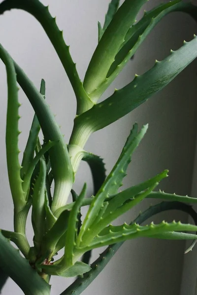 Hermosa Planta Verde Aloe Vera Alféizar Ventana — Foto de Stock