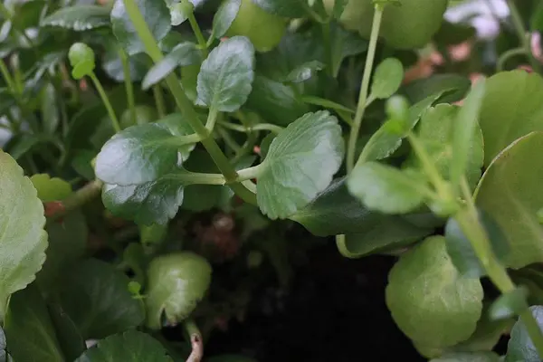 Hermosa Flor Verde Una Olla Cerca — Foto de Stock