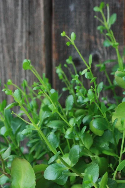 Hermosa Flor Verde Una Olla Cerca — Foto de Stock