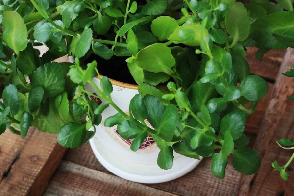 Hermosa Flor Verde Una Olla Cerca — Foto de Stock