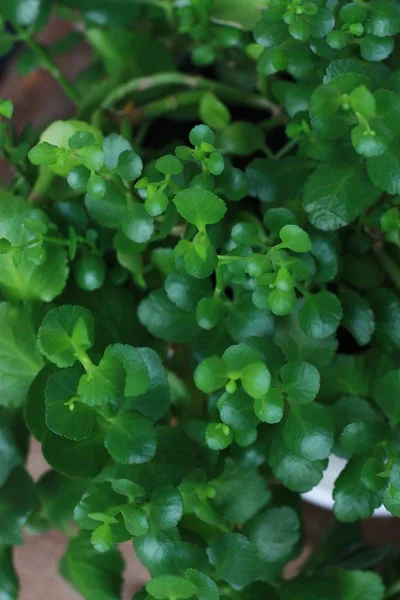 Hermosa Flor Verde Una Olla Cerca — Foto de Stock