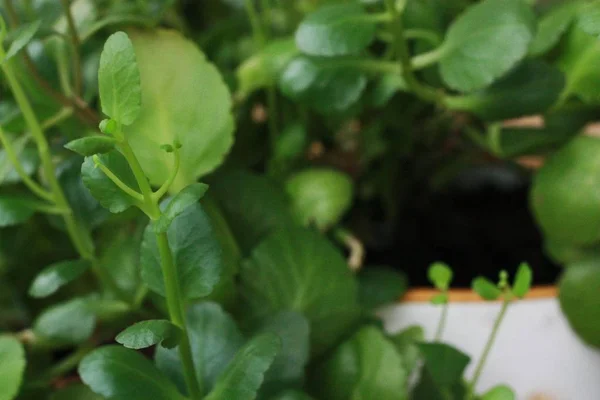 Hermosa Flor Verde Una Olla Cerca —  Fotos de Stock