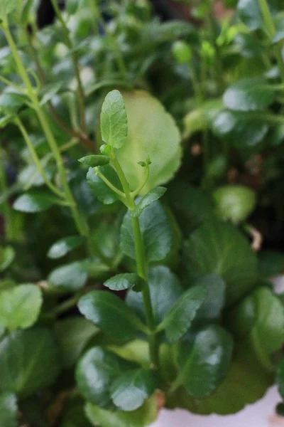 Hermosa Flor Verde Una Olla Cerca — Foto de Stock