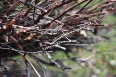 Parkta yaprakları olmayan ağaç.