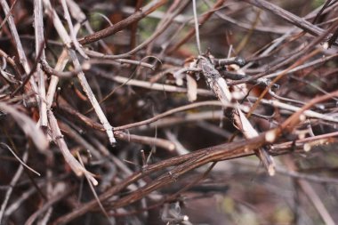 Parkta yaprakları olmayan ağaç.