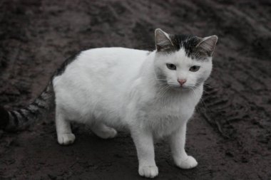 Güzel beyaz kedi köyün sokaklarında