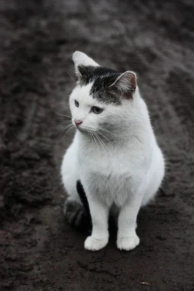 Vacker Vit Katt Gatan Byn — Stockfoto