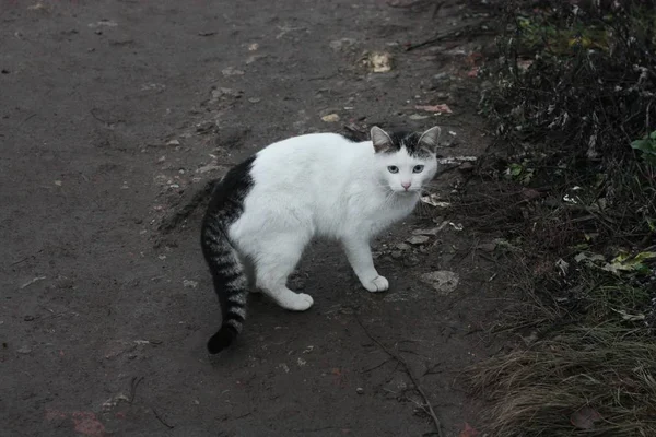 Vacker Vit Katt Gatan Byn — Stockfoto