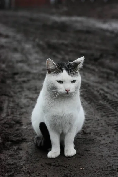 村里街上有一只漂亮的白猫 — 图库照片
