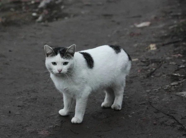 Schöne Weiße Katze Auf Der Straße Dorf — Stockfoto