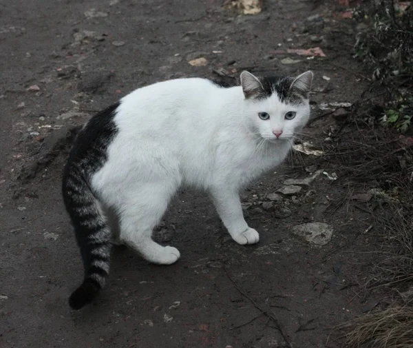 Schöne Weiße Katze Auf Der Straße Dorf — Stockfoto