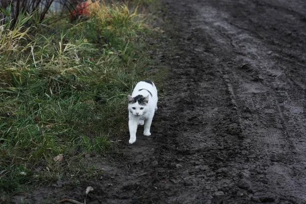 Kucing Putih Cantik Jalan Desa — Stok Foto