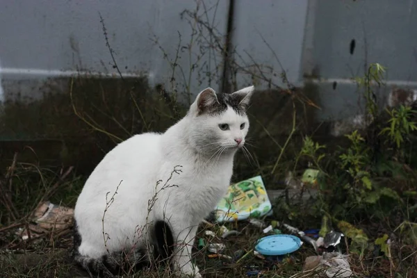 村の通りに美しい白い猫 — ストック写真