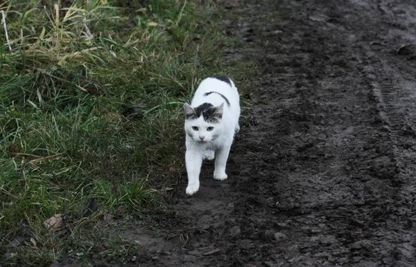 Vacker Vit Katt Gatan Byn — Stockfoto