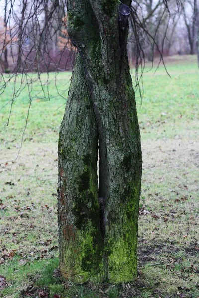 Dos Árboles Entrelazados Uno Parque — Foto de Stock