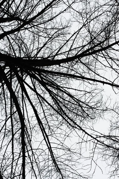 Bela Árvore Sem Folhas Parque — Fotografia de Stock