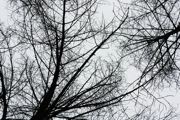 Piękne Drzewo Bez Liści Parku — Zdjęcie stockowe