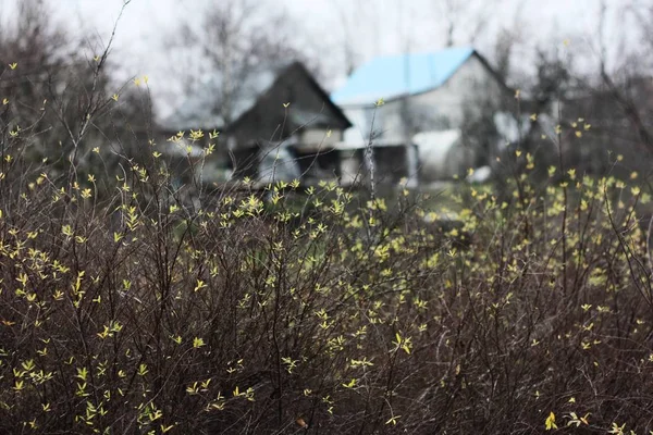 Gyönyörű Sárga Levelekkel Parkban — Stock Fotó