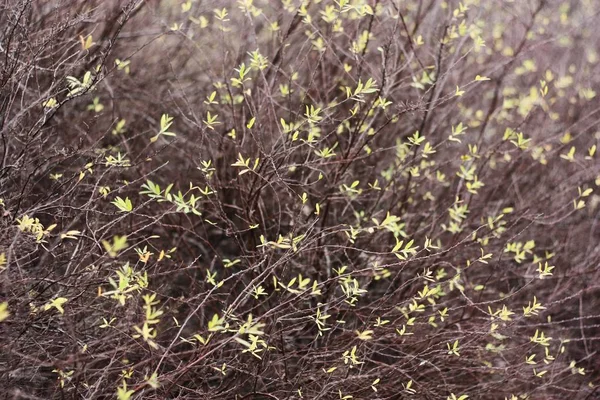 Prachtige Boom Met Gele Bladeren Het Park — Stockfoto