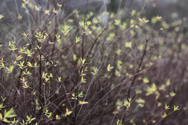 Прекрасне Дерево Жовтим Листям Парку — стокове фото