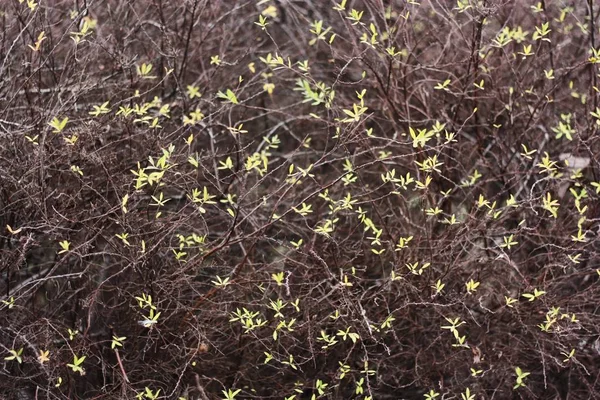 Bela Árvore Com Folhas Amarelas Parque — Fotografia de Stock