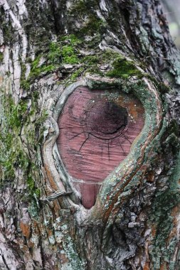 Ağaç kabuğunun arka planını yeşil yosun ile kapat