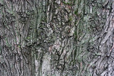 Ağaç kabuğunun arka planını yeşil yosun ile kapat