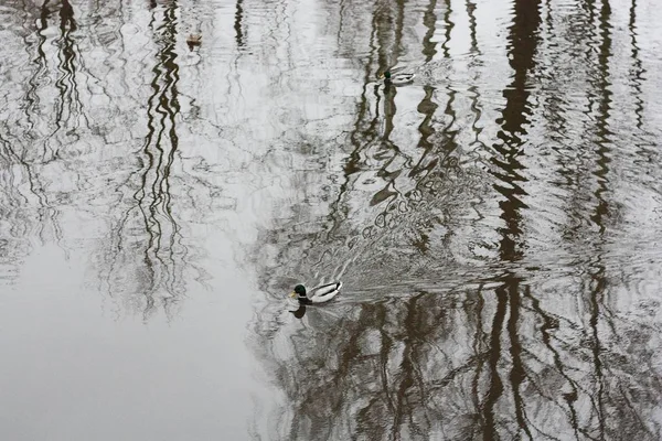 Paisaje Patos Río Pueblo — Foto de Stock