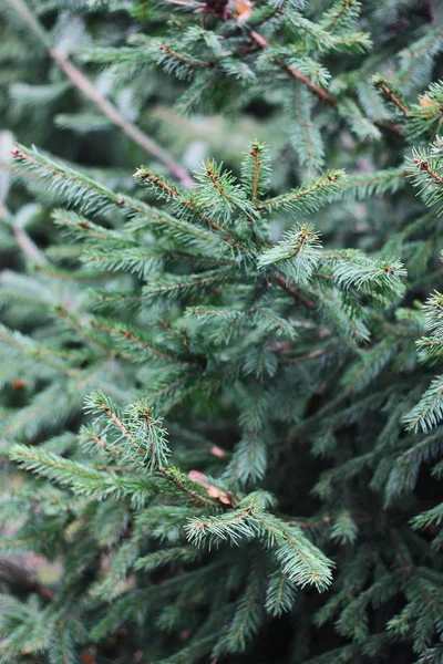 Vacker Grön Julgran Skogen — Stockfoto