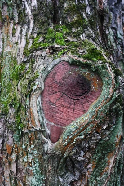 Close Sfondo Corteccia Albero Con Muschio Verde — Foto Stock