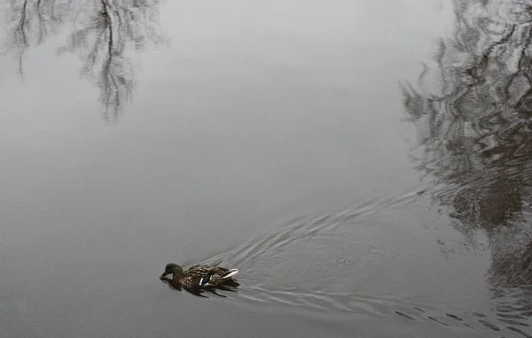 Enten Und Fluss Dorf — Stockfoto