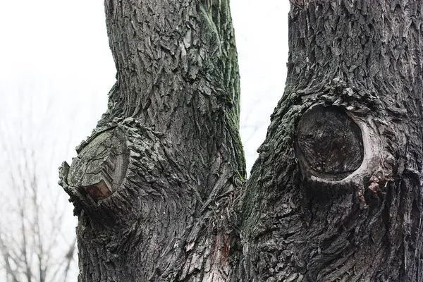 Close Background Tree Bark Green Moss — Stock Photo, Image
