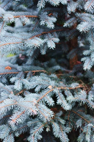 Krásný Zelený Vánoční Stromek Lese — Stock fotografie
