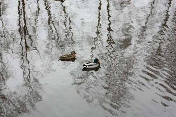 Landscape Ducks River Village — Stock Photo, Image