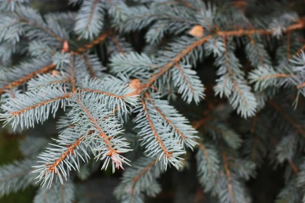 Gyönyörű Zöld Karácsonyfa Erdőben — Stock Fotó