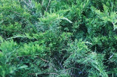 Parktaki güzel yeşil çam ağacı