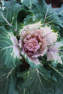 Bahçedeki makroda yeşil pembe lahana 