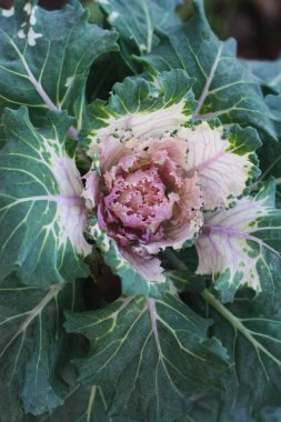 Bahçedeki makroda yeşil pembe lahana 