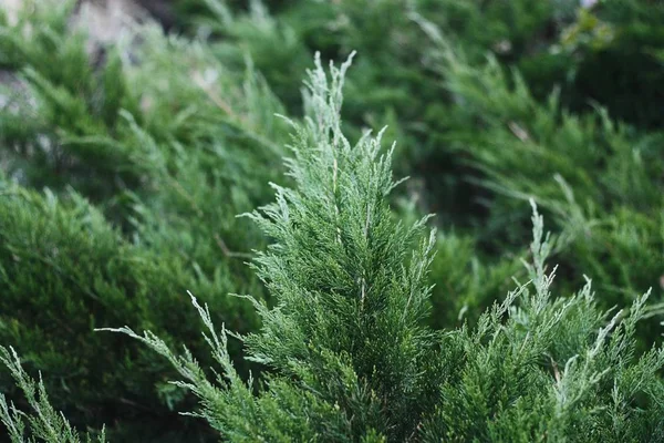 Bellissimo Pino Verde Nel Parco — Foto Stock