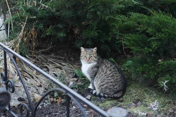 村の通りに美しい灰色の猫 — ストック写真