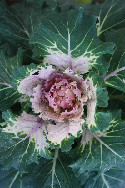 Green pink cabbage in the garden macro