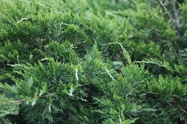 Bellissimo Pino Verde Nel Parco — Foto Stock