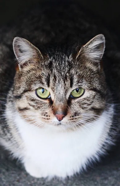 Bellissimo Gatto Grigio Strada Nel Villaggio — Foto Stock