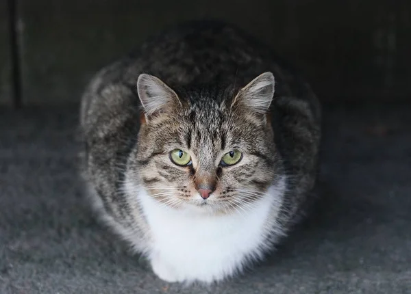 Mooie Grijze Kat Straat Het Dorp — Stockfoto