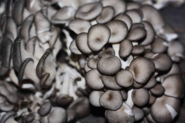 Ahşap arka planda taze istiridye mantarları.