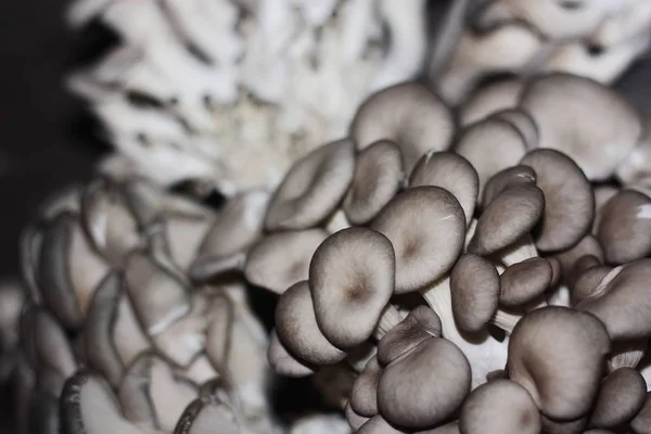 Fresh Oyster Mushrooms Wooden Background Macro — Stock Photo, Image